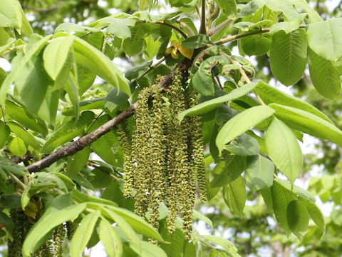 Juglans mandshurica var. sachalinensis