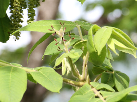 Juglans mandshurica var. sachalinensis