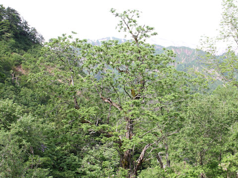 Juglans mandshurica var. sachalinensis