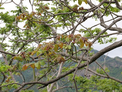 Juglans mandshurica var. sachalinensis