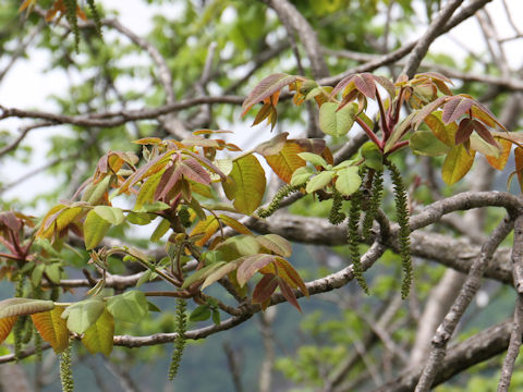 Juglans mandshurica var. sachalinensis