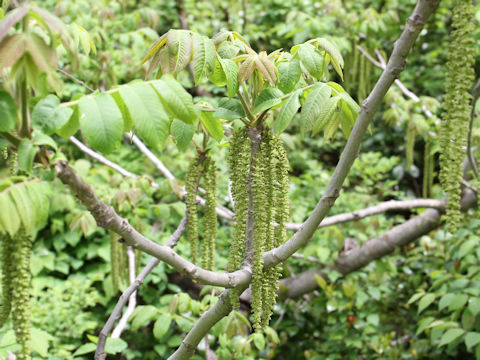 Juglans mandshurica var. sachalinensis