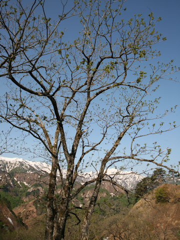 Juglans mandshurica var. sachalinensis