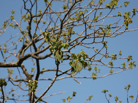 Juglans mandshurica var. sachalinensis