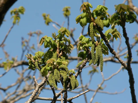 Juglans mandshurica var. sachalinensis