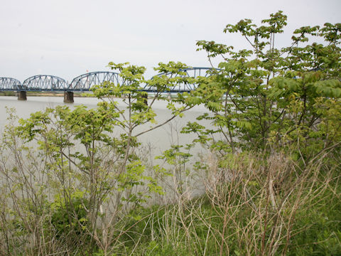 Juglans mandshurica var. sachalinensis