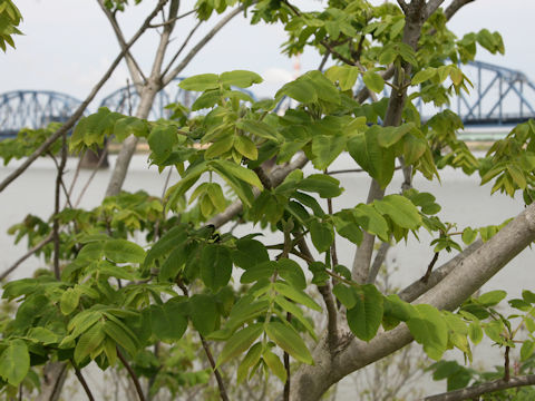 Juglans mandshurica var. sachalinensis