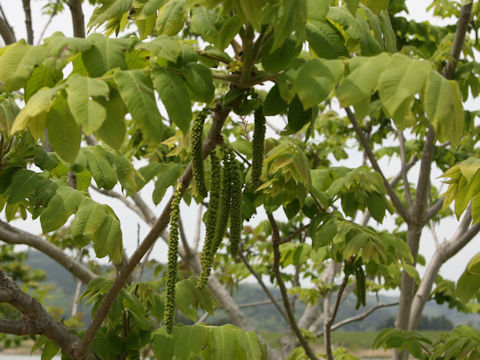 Juglans mandshurica var. sachalinensis