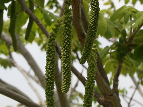Juglans mandshurica var. sachalinensis