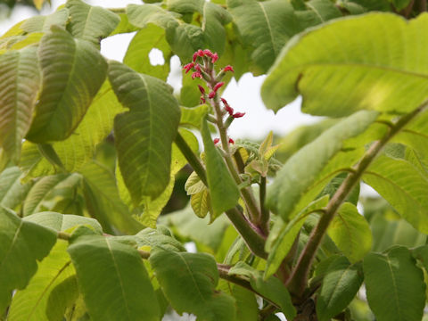 Juglans mandshurica var. sachalinensis