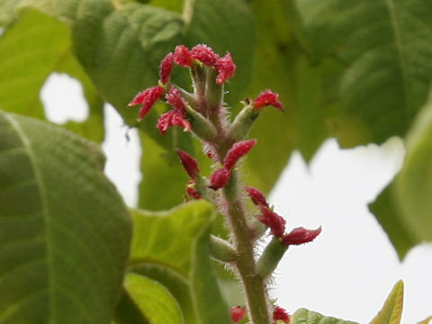 Juglans mandshurica var. sachalinensis