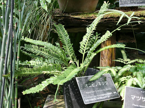 Asplenium x kenzoi