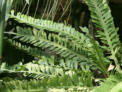 Asplenium x kenzoi