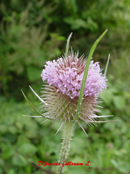 Dipsacus fullonum