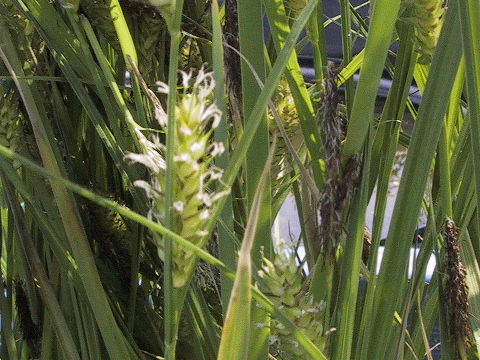 Carex vesicaria