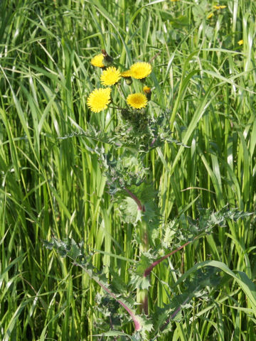 Sonchus asper