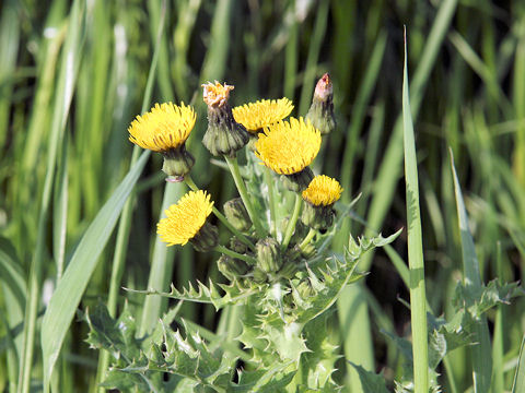 Sonchus asper