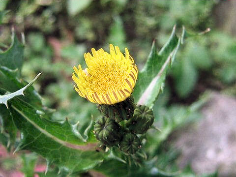 Sonchus asper