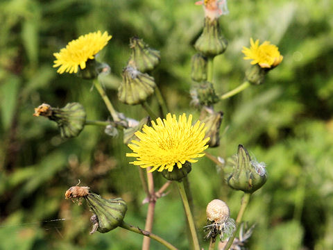 Sonchus asper