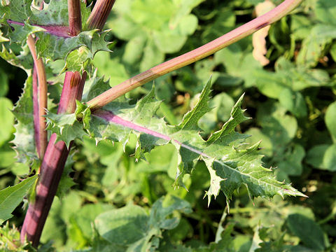 Sonchus asper