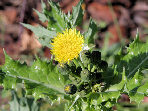 Sonchus asper