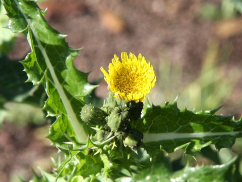 Sonchus asper