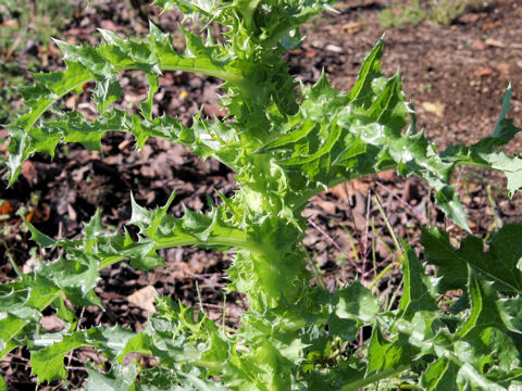 Sonchus asper