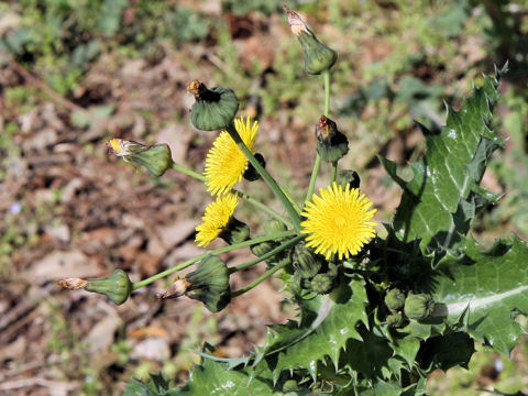 Sonchus asper