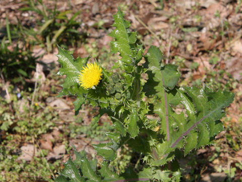 Sonchus asper