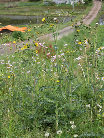 Sonchus asper