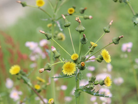 Sonchus asper