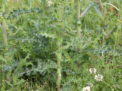 Sonchus asper