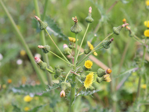 Sonchus asper