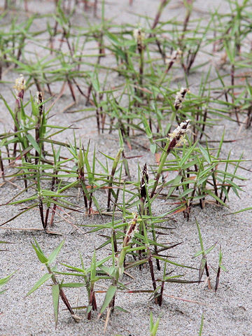 Zoysia macrostachya