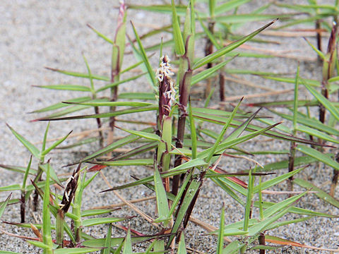 Zoysia macrostachya