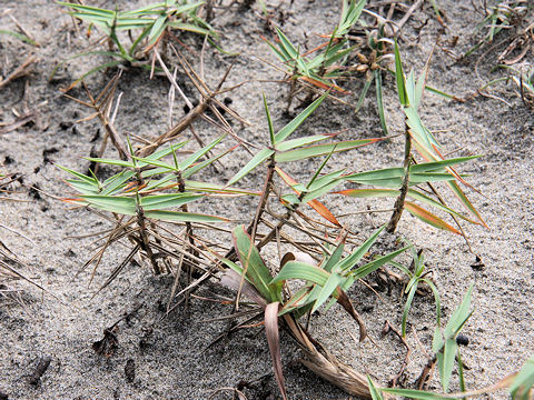 Zoysia macrostachya