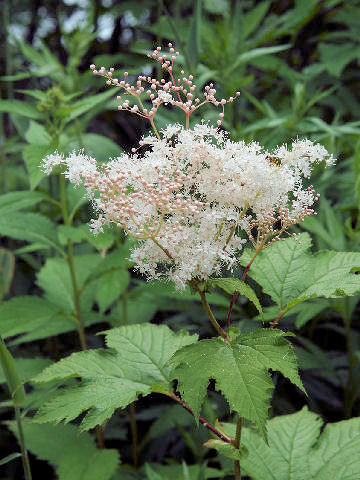 Filipendula kamtschatica