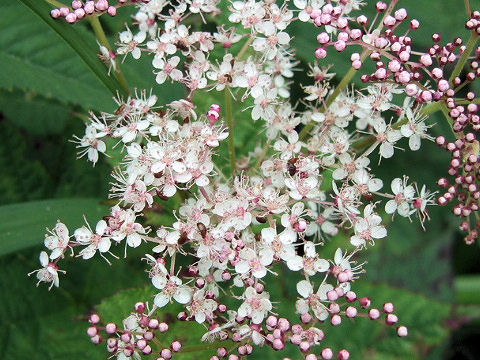 Filipendula kamtschatica