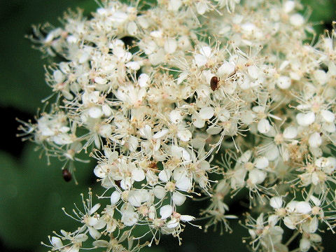 Filipendula kamtschatica