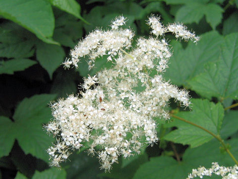 Filipendula kamtschatica