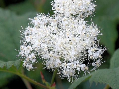 Filipendula kamtschatica