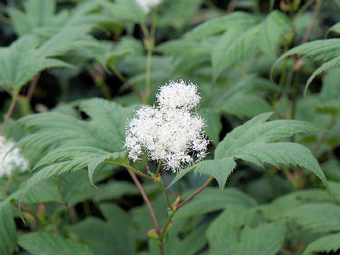 Filipendula kamtschatica