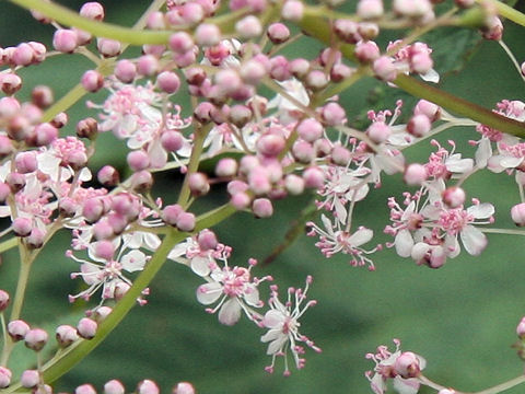 Filipendula kamtschatica