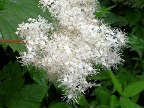 Filipendula kamtschatica