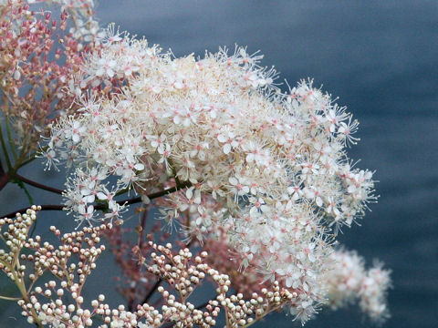 Filipendula kamtschatica