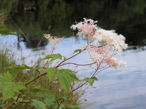 Filipendula kamtschatica