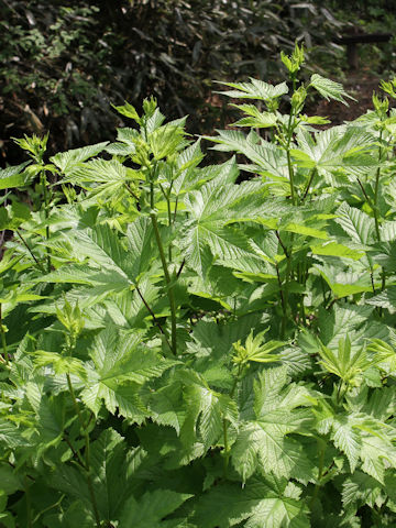 Filipendula kamtschatica