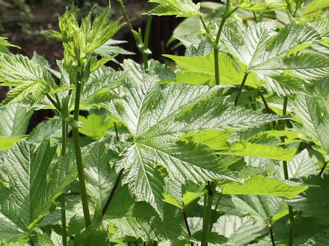 Filipendula kamtschatica