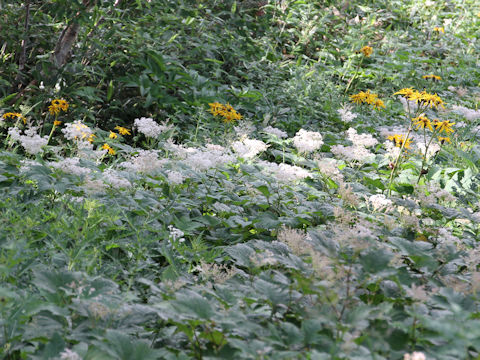 Filipendula kamtschatica