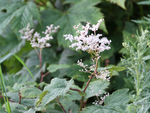 Filipendula kamtschatica